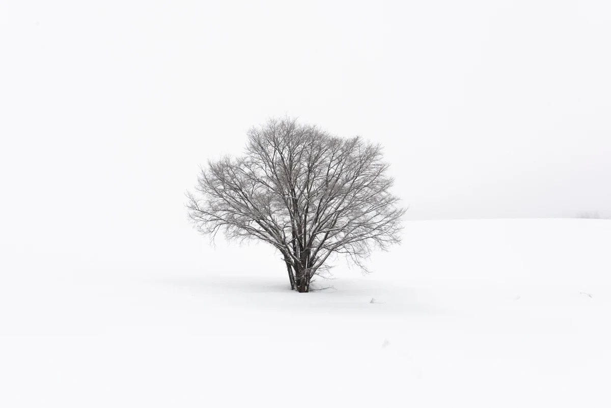 Fine art photograph from the Minimal Japan collection