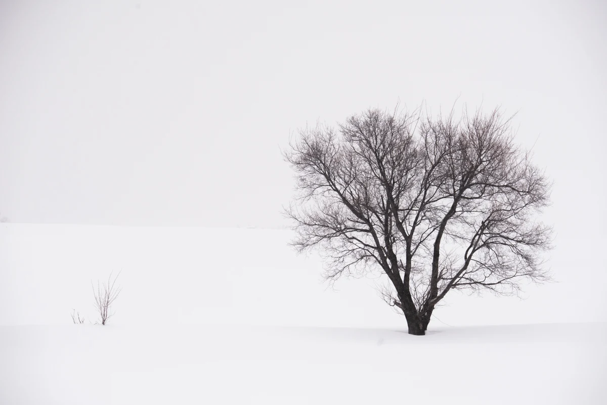 Fine art photograph from the Minimal Japan collection