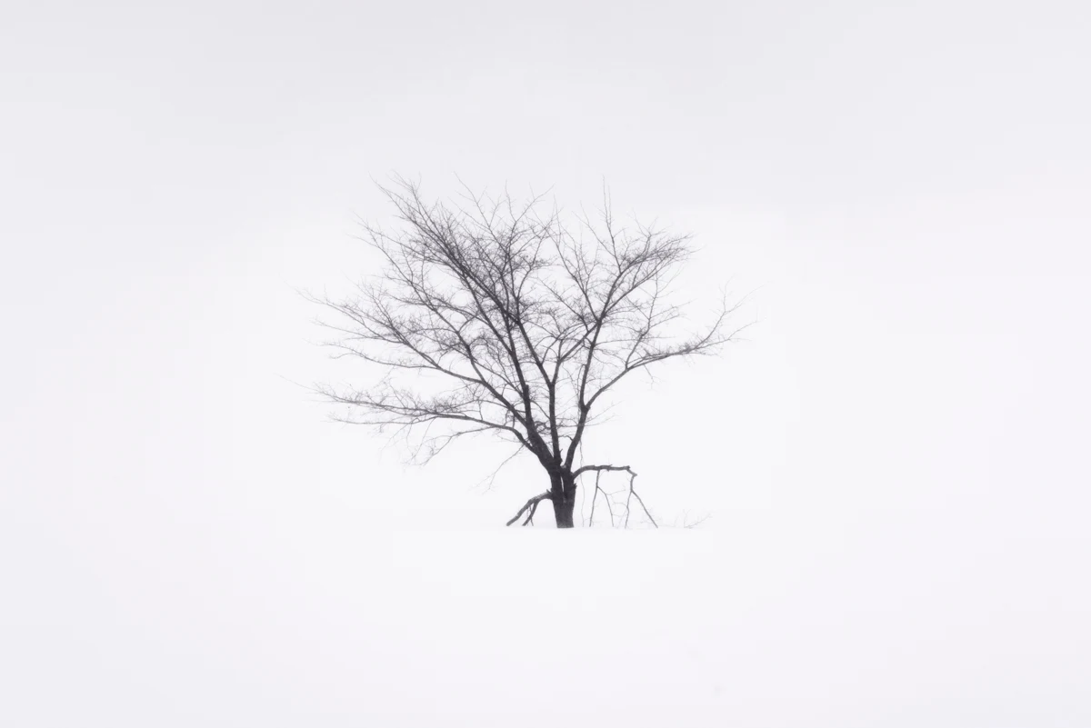 Fine art photograph from the Minimal Japan collection