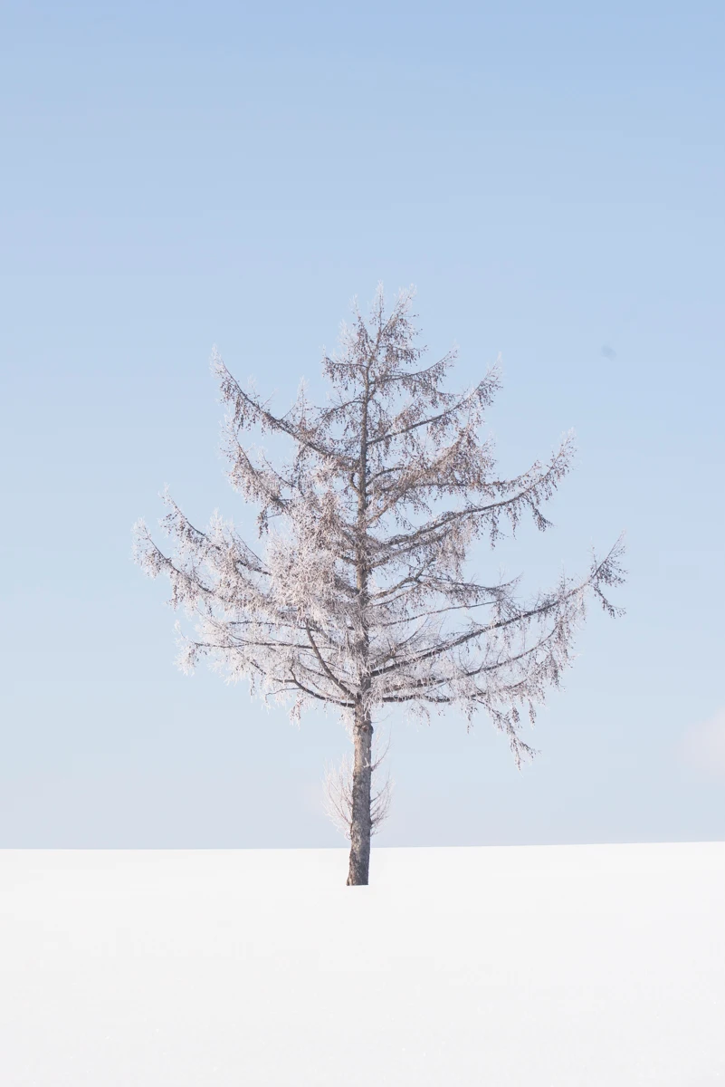 Fine art photograph from the Minimal Japan collection