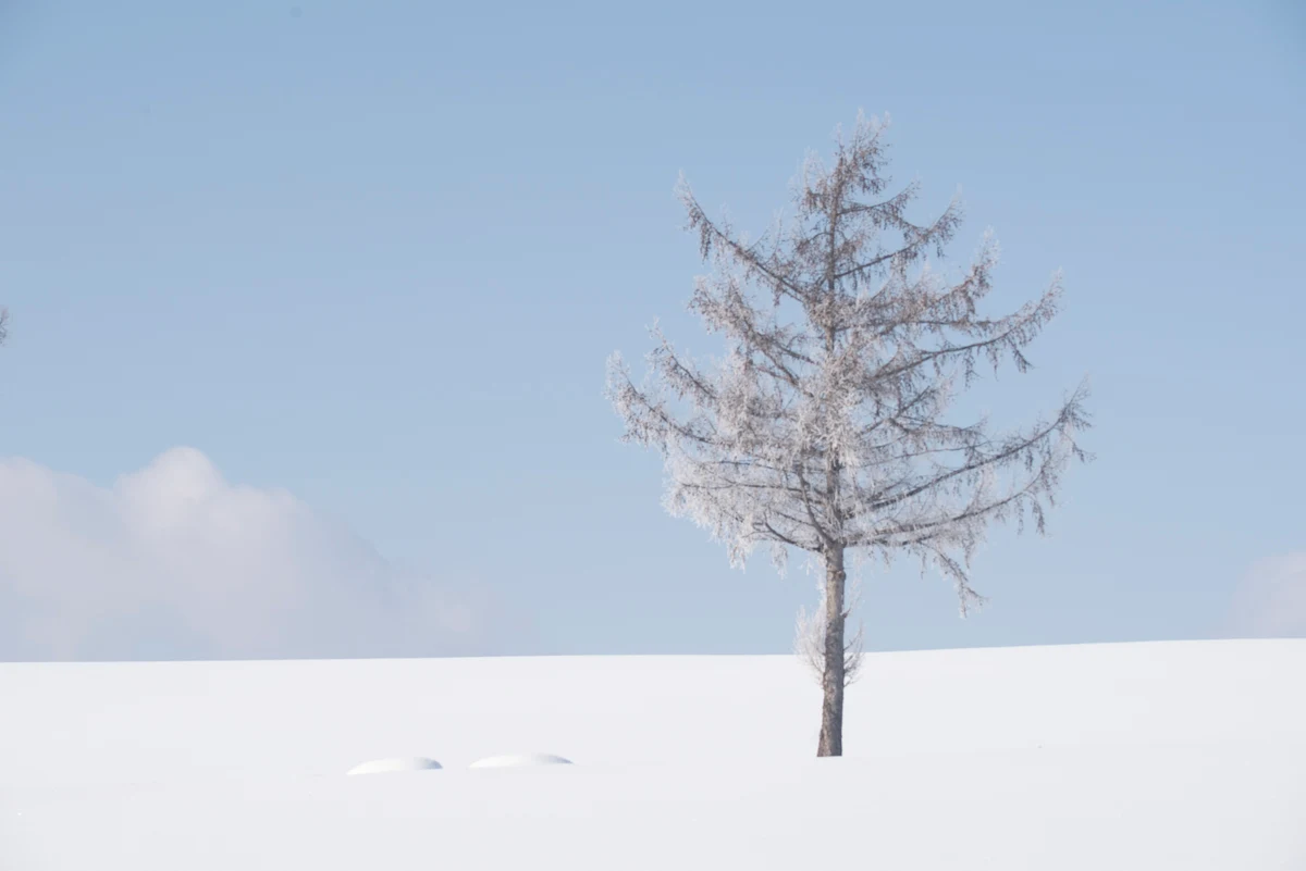Fine art photograph from the Minimal Japan collection