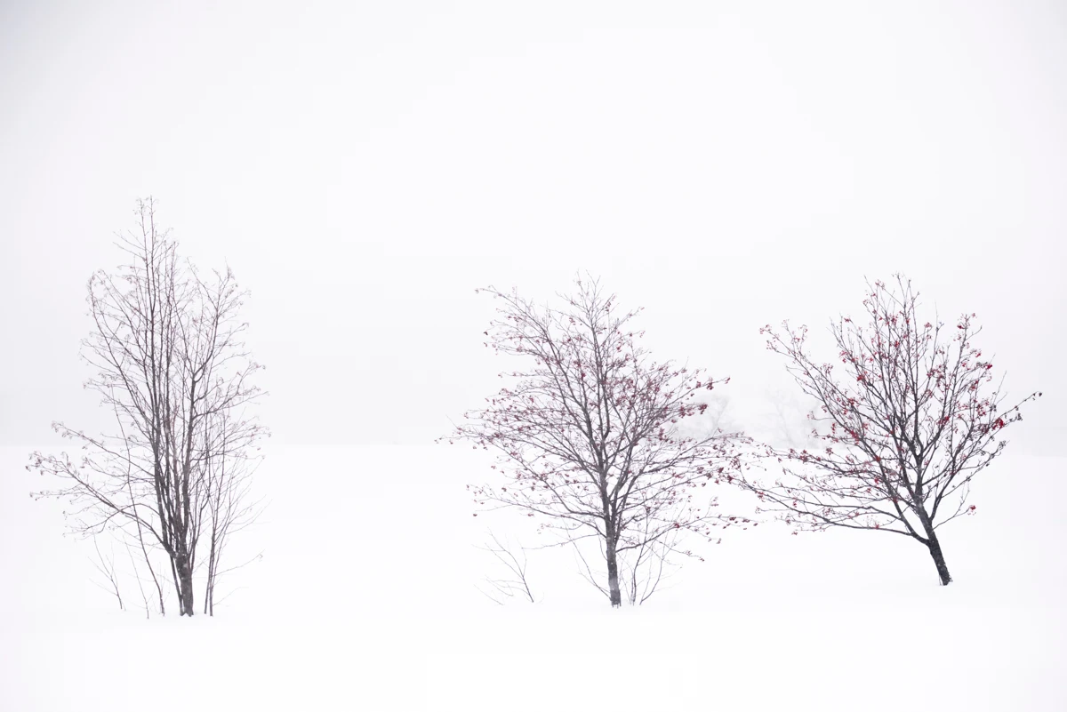 Fine art photograph from the Minimal Japan collection