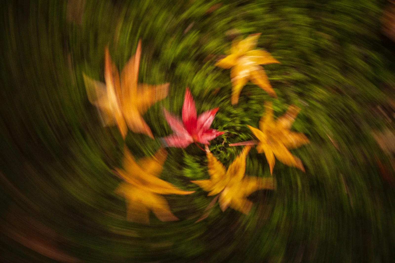 Fine art photograph from the Motion Japan collection